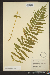 Athyrium pycnocarpon image