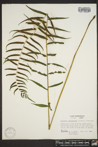 Athyrium pycnocarpon image