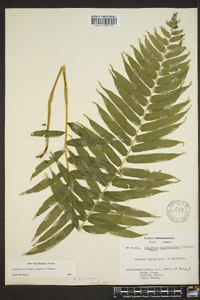 Athyrium pycnocarpon image