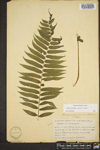 Athyrium pycnocarpon image