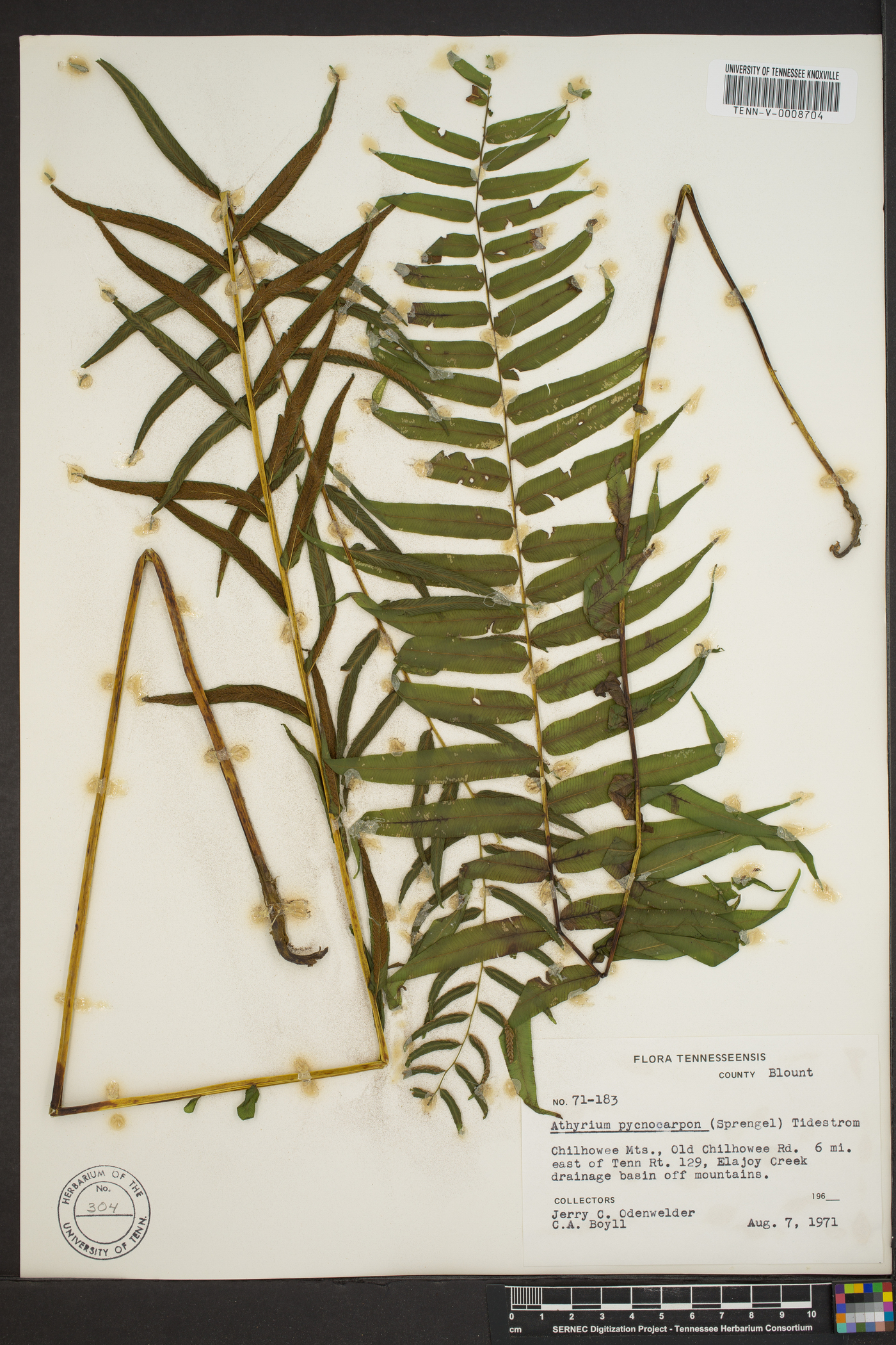 Athyrium pycnocarpon image