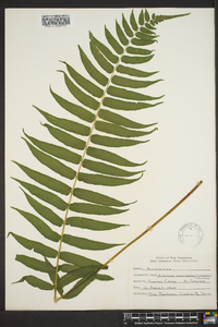 Athyrium pycnocarpon image