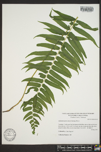 Athyrium pycnocarpon image