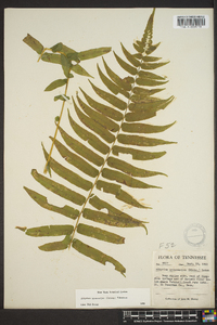 Athyrium pycnocarpon image