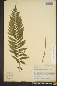 Athyrium pycnocarpon image