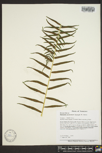 Athyrium pycnocarpon image