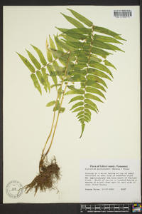 Athyrium pycnocarpon image