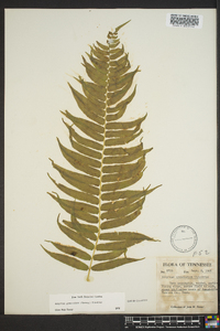 Athyrium pycnocarpon image