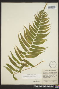 Athyrium pycnocarpon image