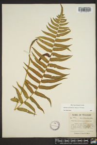 Athyrium pycnocarpon image