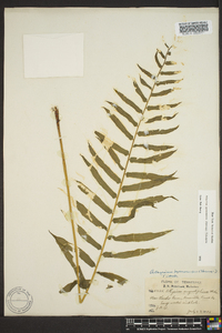 Athyrium pycnocarpon image