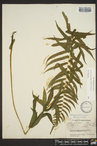 Athyrium pycnocarpon image