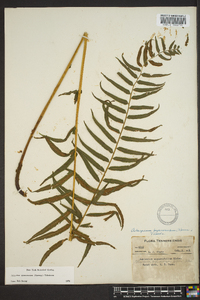 Athyrium pycnocarpon image