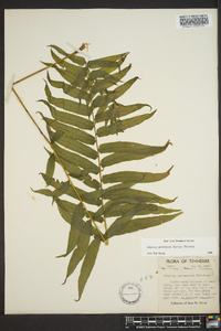 Athyrium pycnocarpon image