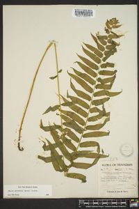 Athyrium pycnocarpon image