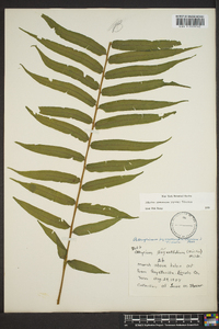 Athyrium pycnocarpon image