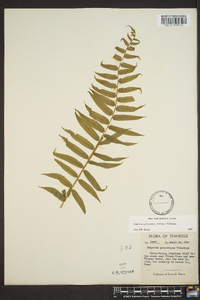 Athyrium pycnocarpon image