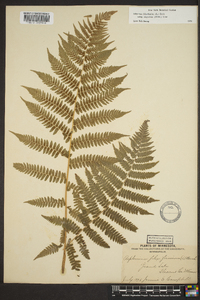 Athyrium filix-femina subsp. angustum image