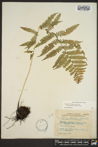 Athyrium filix-femina subsp. angustum image