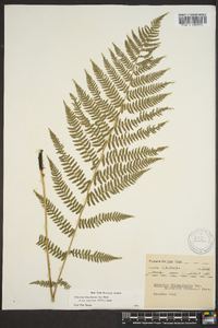 Athyrium filix-femina subsp. angustum image