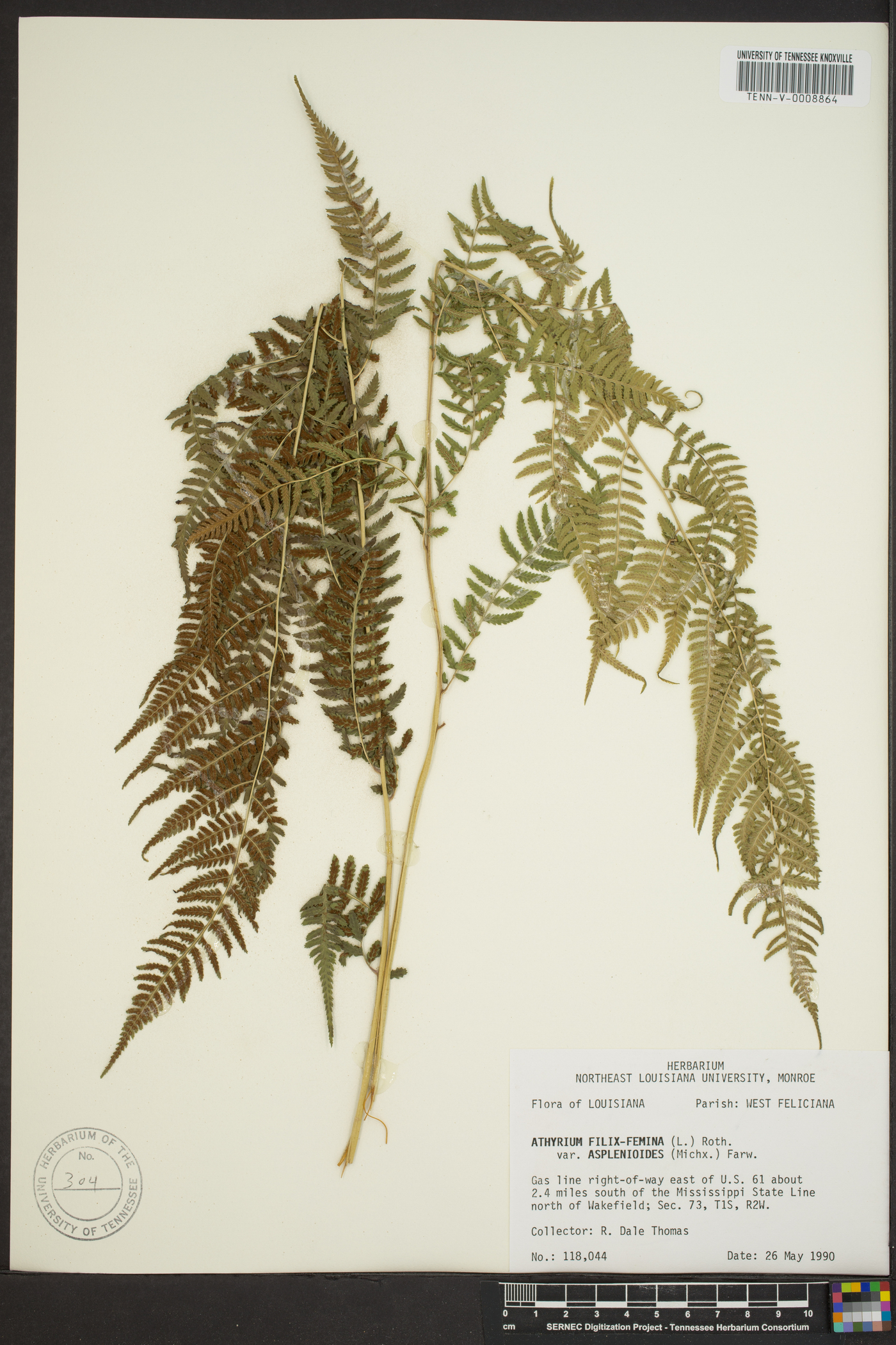 Athyrium filix-femina subsp. angustum image