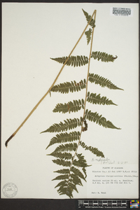 Athyrium filix-femina var. asplenioides image