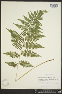 Athyrium filix-femina var. asplenioides image