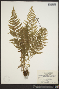 Athyrium filix-femina var. asplenioides image