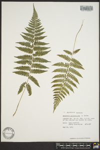 Athyrium filix-femina var. asplenioides image