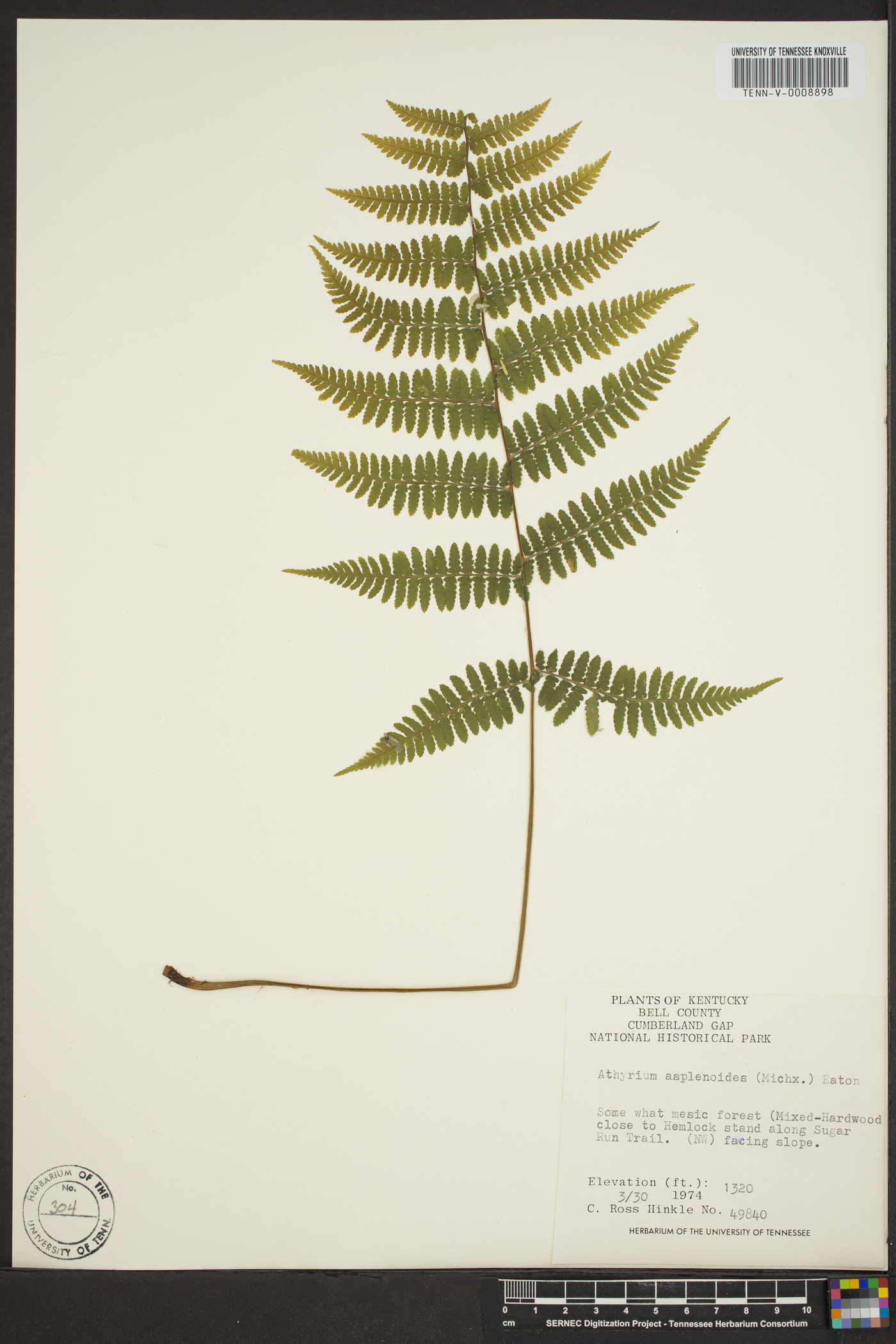 Athyrium filix-femina var. asplenioides image