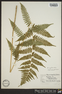 Athyrium filix-femina var. asplenioides image
