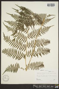 Athyrium filix-femina var. asplenioides image