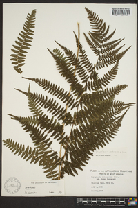 Athyrium filix-femina var. asplenioides image