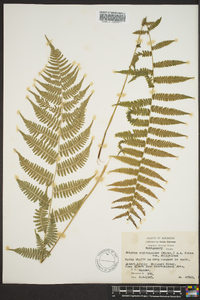 Athyrium filix-femina var. asplenioides image
