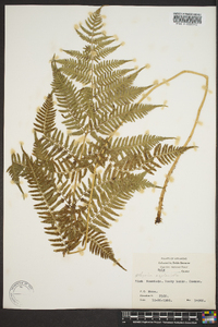 Athyrium filix-femina var. asplenioides image