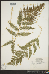 Athyrium filix-femina var. asplenioides image