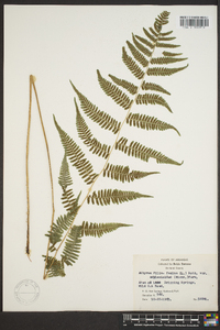 Athyrium filix-femina var. asplenioides image