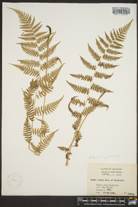 Athyrium filix-femina var. asplenioides image