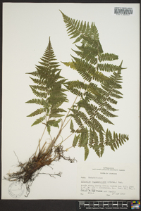 Athyrium filix-femina var. asplenioides image