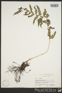 Athyrium filix-femina var. asplenioides image