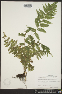 Athyrium filix-femina var. asplenioides image