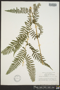Athyrium filix-femina var. asplenioides image