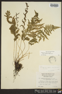 Athyrium filix-femina var. asplenioides image