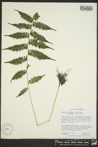 Athyrium filix-femina var. asplenioides image