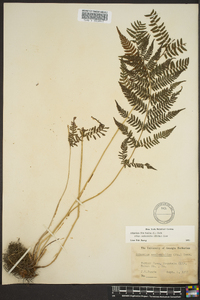 Athyrium filix-femina var. asplenioides image