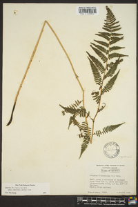 Athyrium filix-femina var. asplenioides image