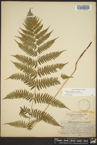 Athyrium filix-femina subsp. asplenioides image