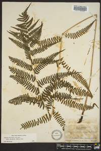 Athyrium filix-femina subsp. asplenioides image