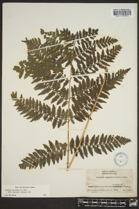 Athyrium filix-femina subsp. asplenioides image