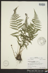 Athyrium filix-femina var. asplenioides image